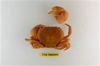 藏品(光手酋婦蟹)的圖片